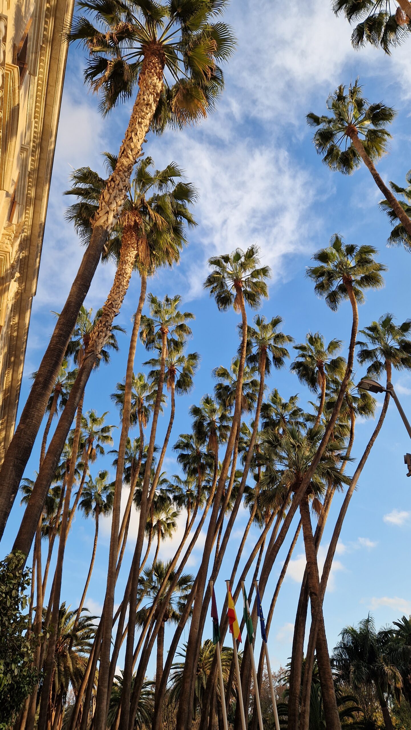 Malaga palm trees